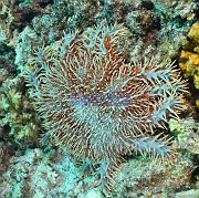 Acanthaster planci-La Paz Swanee-8m-20181028-Denis-ADER-DSC_0964_tn